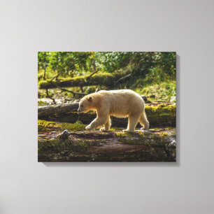 White Spirit Bear Hunts Canvas Print