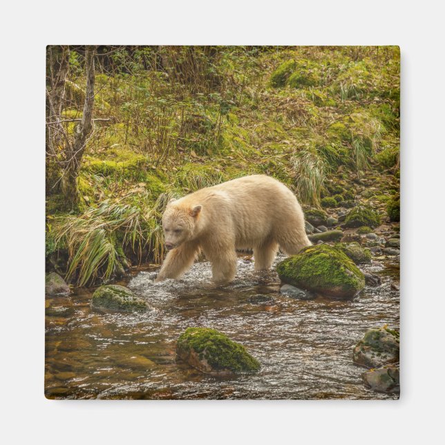 White Spirit Bear Hunts for fish on Riordan Creek Magnet (Front)