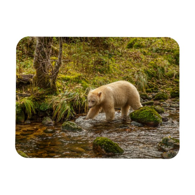White Spirit Bear Hunts for fish on Riordan Creek Magnet (Horizontal)