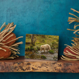 White Spirit Bear Hunts for fish on Riordan Creek Plaque