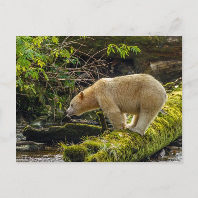 White Spirit Bear Postcard (Front)