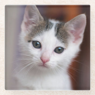 White Spotted Kitty Glass Coaster