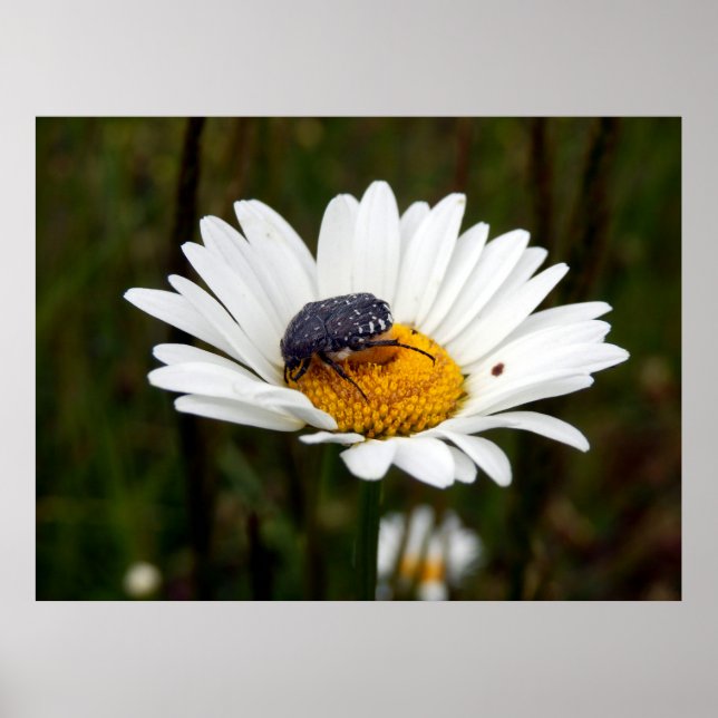 White-spotted Rose Beetle Poster (Front)