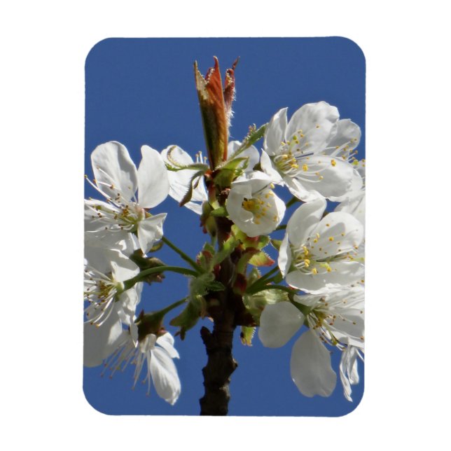 White Spring Bloom Magnet (Vertical)