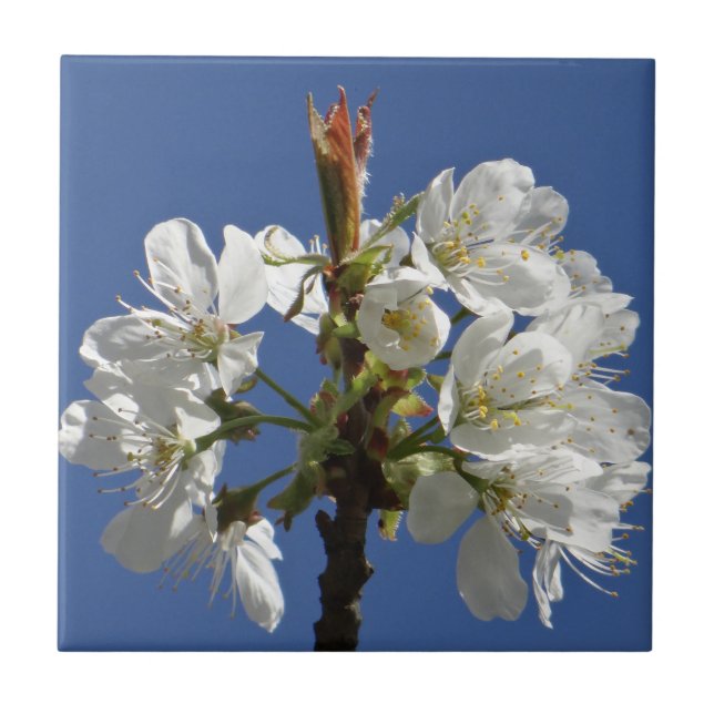 White Spring Bloom Tile (Front)
