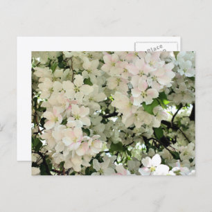 White Spring Blossoms Flower Photography Postcard