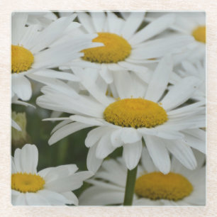 White spring daisies glass coaster