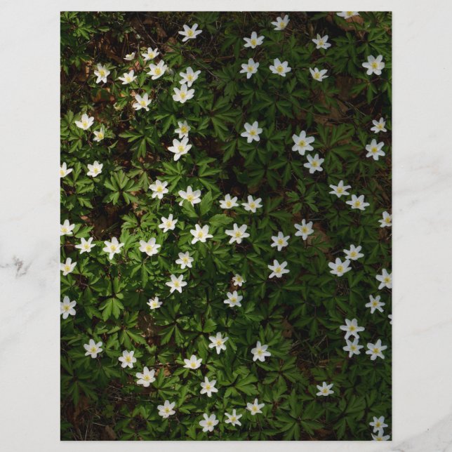 White spring flowers in woodland Scrapbook Paper (Front)