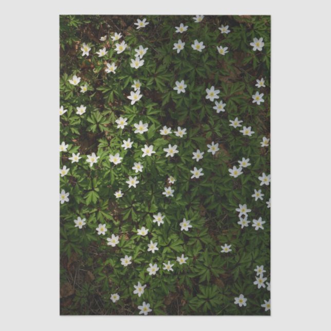 White spring flowers in woodland tissue paper (Front)