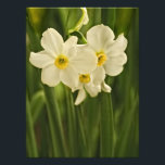 White Spring Narcissus, Floral Photography Photo Print<br><div class="desc">Floral,  close-up photography of white,  spring narcissus blossoms; also known as white daffodils.  Seeing the daffodils is a welcome site in the spring letting us know warmer weather is just around the corner.  This botanical photo will brighten any room at home or the office.</div>