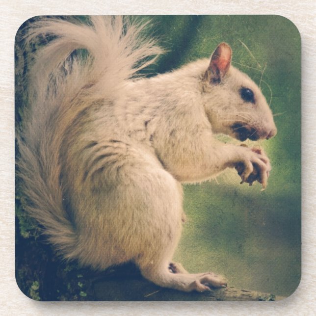 White Squirrel Coaster (Front)