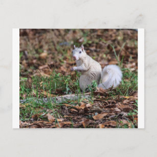 White Squirrel of Brevard Postcard