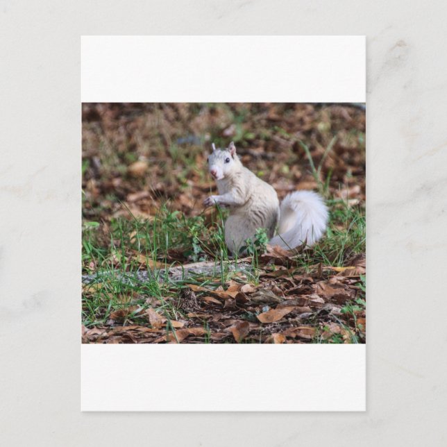White Squirrel of Brevard Postcard (Front)