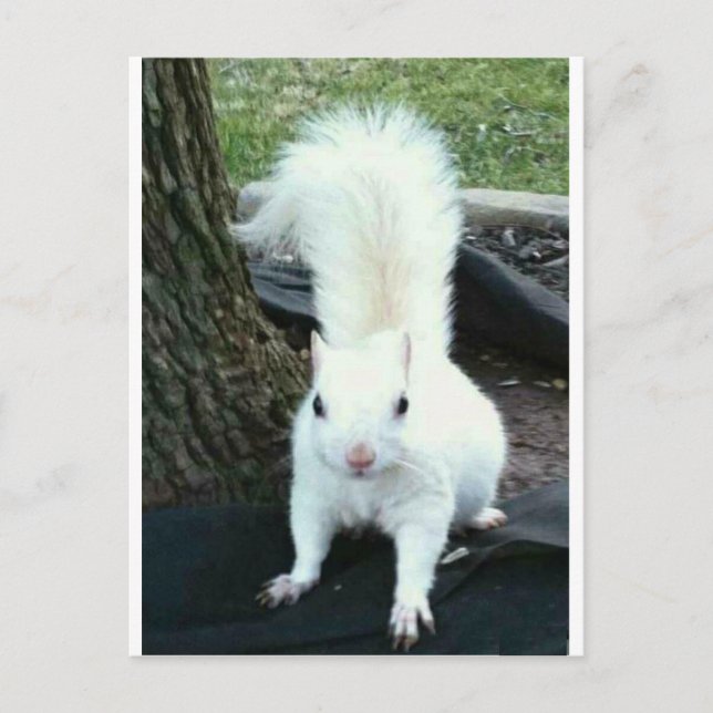White Squirrel Postcard (Front)