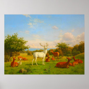 White Stag Deer Open Field Nature Wildlife  Poster