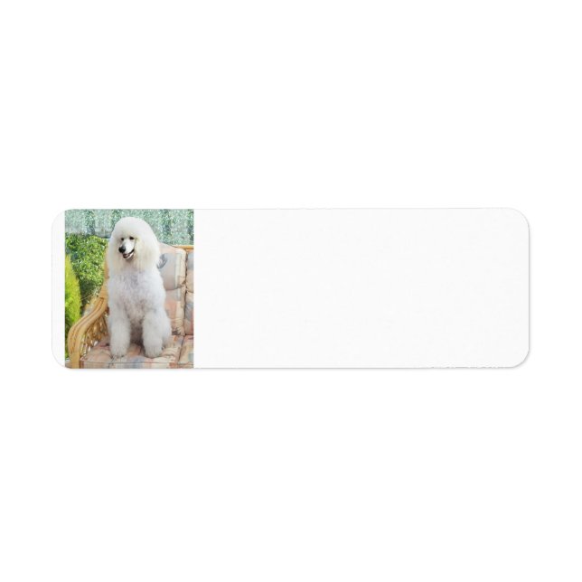 White Standard Poodle (Front)