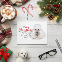 White Standard Poodle Christmas Card