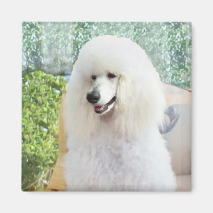 White Standard Poodle Magnet