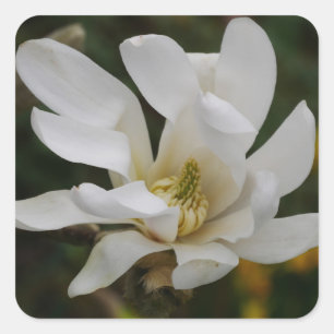 White Star Magnolia Sticker