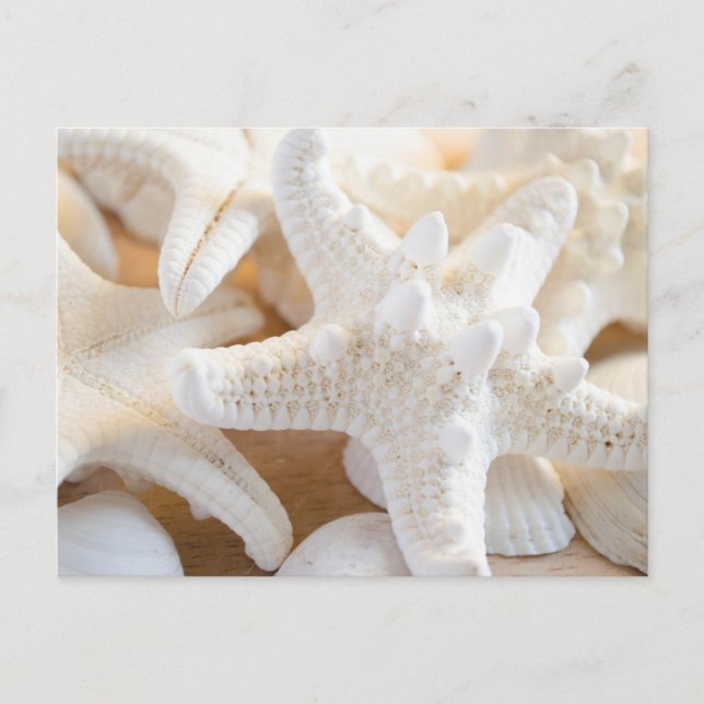 White Starfish Postcard (Front)