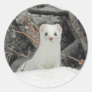 White stoat classic round sticker