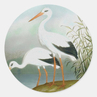 White stork, Bird Illustrations Classic Round Sticker