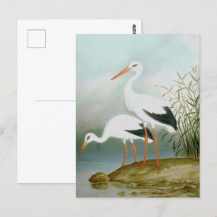 White stork, Bird Illustrations Postcard