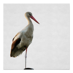 White Stork (Ciconia ciconia) Bird Art On White Poster