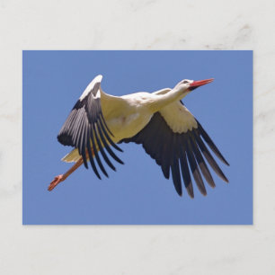 White stork in flight postcard