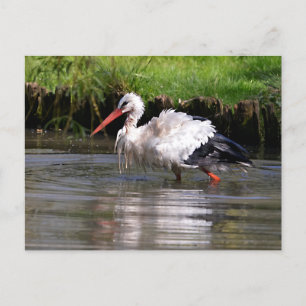 White stork in water postcard