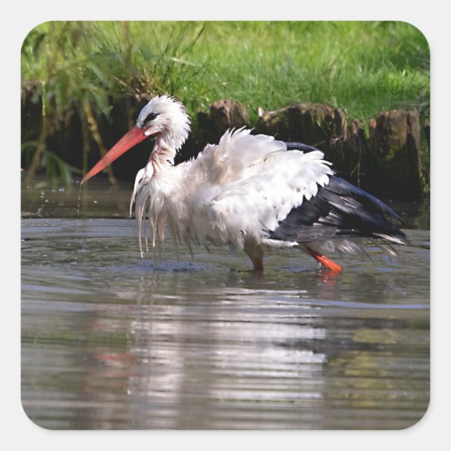 White stork in water postcard metal ornament T-Shi Square Sticker (Front)