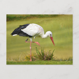 White stork on grass postcard