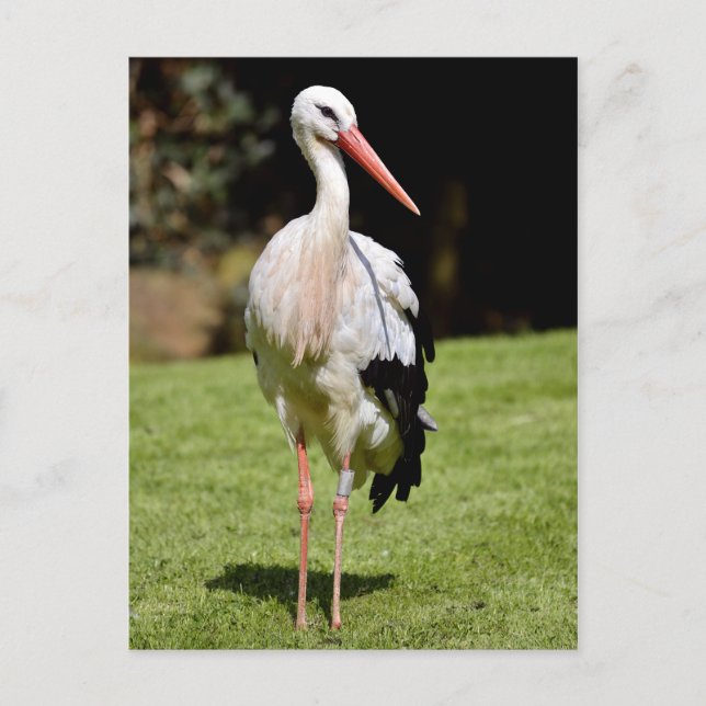 White stork on grass postcard (Front)