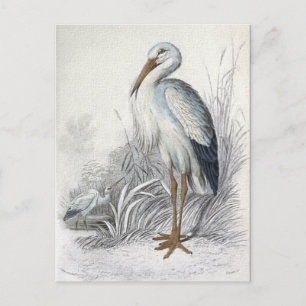 White Stork Vintage Bird Illustration Postcard