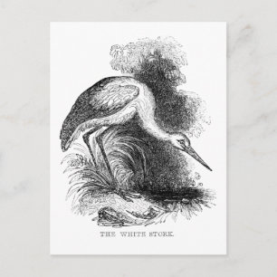 White Stork Vintage Bird Wildlife Drawing Postcard