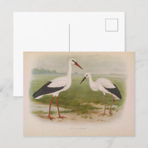 White stork - young and adult, Illustrations Postcard