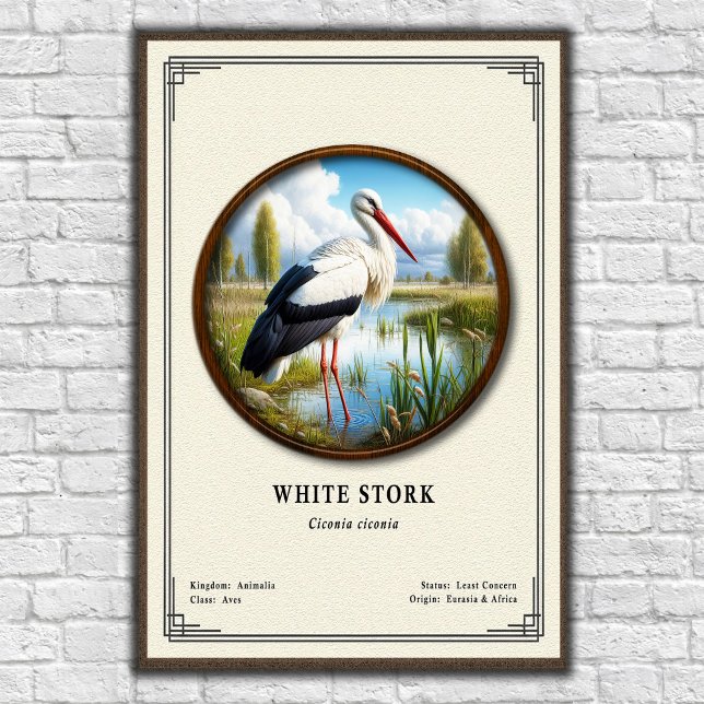 White Stork Zoology Series Poster (Creator Uploaded)