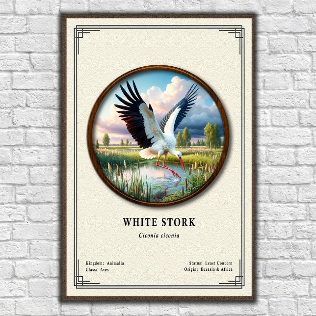 White Stork Zoology Series Poster (Creator Uploaded)