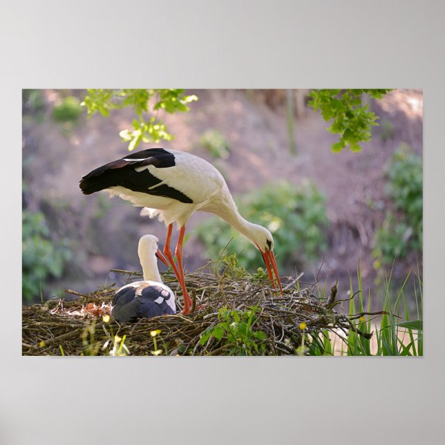 White storks on its nest poster (Front)