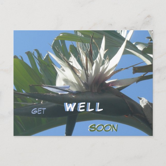 White Strelitzia Flower Get Well Soon Postcard (Front)