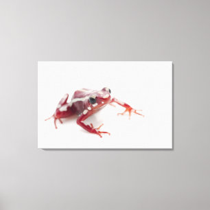 White-striped Poison Dart Frog 2 Canvas Print