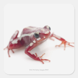 White-striped Poison Dart Frog 2 Square Sticker