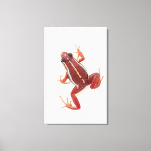 White-striped Poison Dart Frog Canvas Print