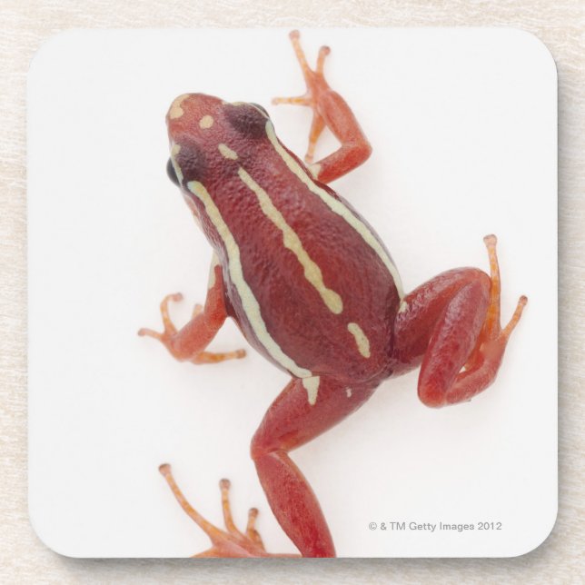 White-striped Poison Dart Frog Coaster (Front)