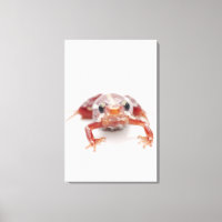 white-striped poison dart frog (epipedobates