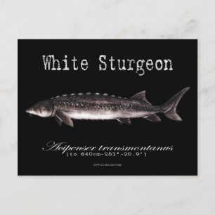 White Sturgeon-Black-Postcard Postcard