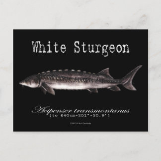 White Sturgeon-Black-Postcard Postcard