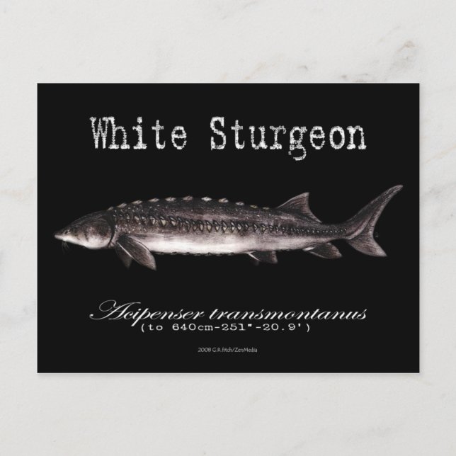 White Sturgeon-Black-Postcard Postcard (Front)