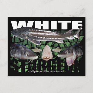 White Sturgeon-Collage-Postcard Postcard