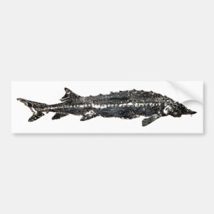 White Sturgeon Gyotaku-40-Item Bumper Sticker